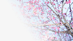 春天樱花摄影背景元素之八素材