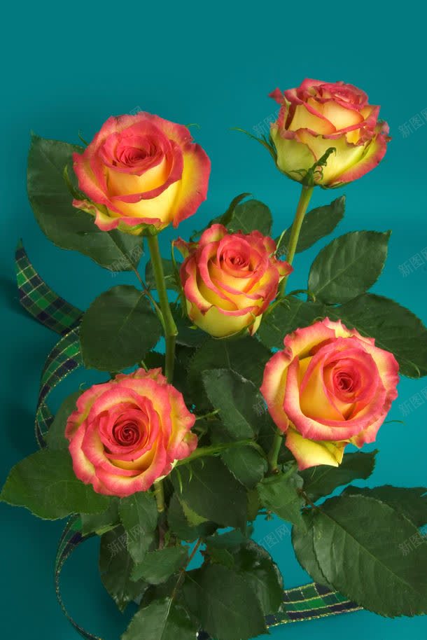 美丽的玫瑰花jpg设计背景_88icon https://88icon.com 其它类别 叶子 图片素材 植物 玫瑰花 美丽的玫瑰花图片 美丽的玫瑰花图片素材下载 背景花边 花瓣 鲜花