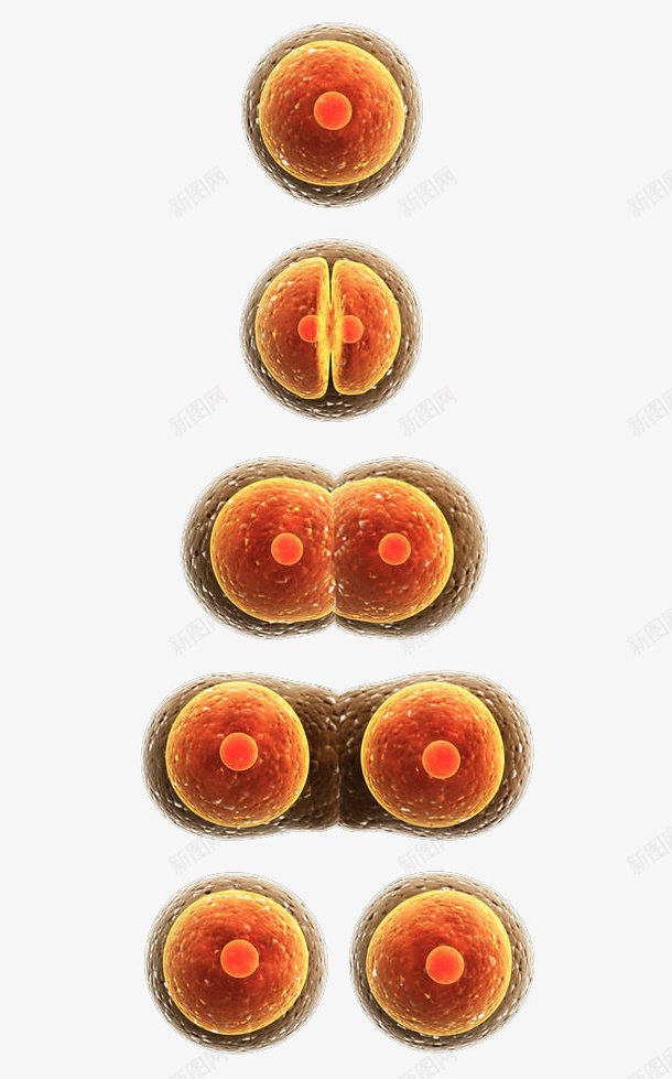 真核细胞png免抠素材_88icon https://88icon.com 医疗 卫生保健 卵膜 基因 生殖 真核细胞免抠PNG 研究 科学 细菌