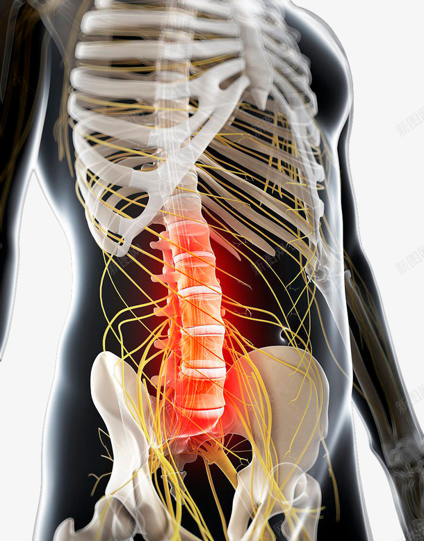 医学研究的脊椎图png免抠素材_88icon https://88icon.com 健康 准确图 医学研究 对人的重要性 男性 背部脊椎 防疾病