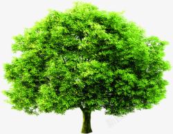 绿树茂密景观植物素材