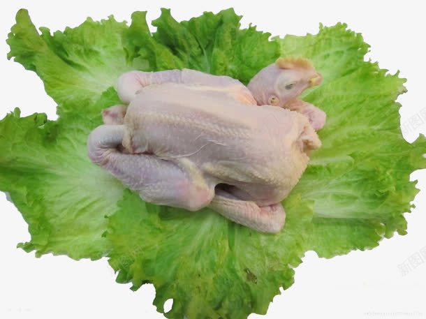 生菜包白条鸡png免抠素材_88icon https://88icon.com 家食 屠宰 白条鸡 绿色 食品
