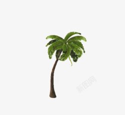 大王椰子树精美海滩椰子树片高清图片
