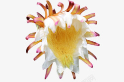 凋零的花凋谢的白色火龙果花高清图片