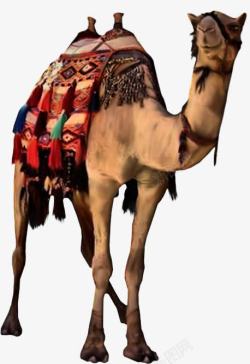 沙漠之舟骆驼素材