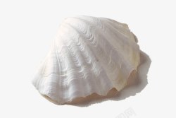 贝壳海贝实物白色海贝高清图片