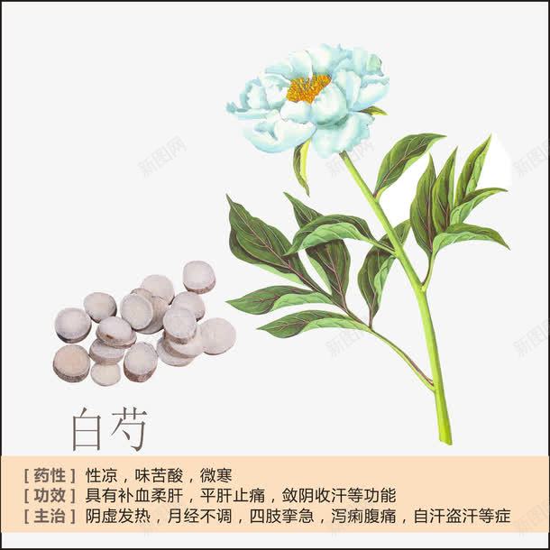 白芍简介png免抠素材_88icon https://88icon.com 中草药 中药 中药绘画 草药 草药功能介绍