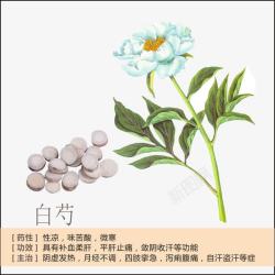 中药绘画白芍简介高清图片