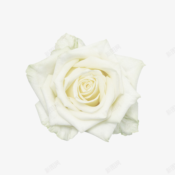 白色玫瑰花png免抠素材_88icon https://88icon.com 玫瑰花 白色 高清 高清白色玫瑰花 鲜花