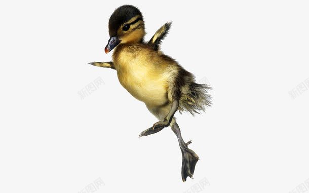 我要飞得更高png免抠素材_88icon https://88icon.com 加油 努力 小鸭子 我要飞 积极向上