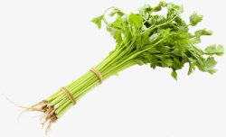 绿色蔬菜芹菜捆绑素材