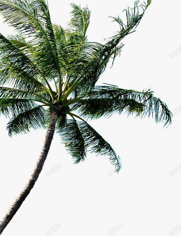 夏威夷度假海滩树png免抠素材_88icon https://88icon.com 夏威夷 度假 海滩