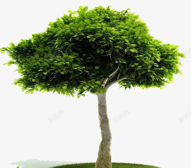 园林景观植物古榕树模型png免抠素材_88icon https://88icon.com 古榕树 园林景观 树林灌木 植物 植物园林 模型