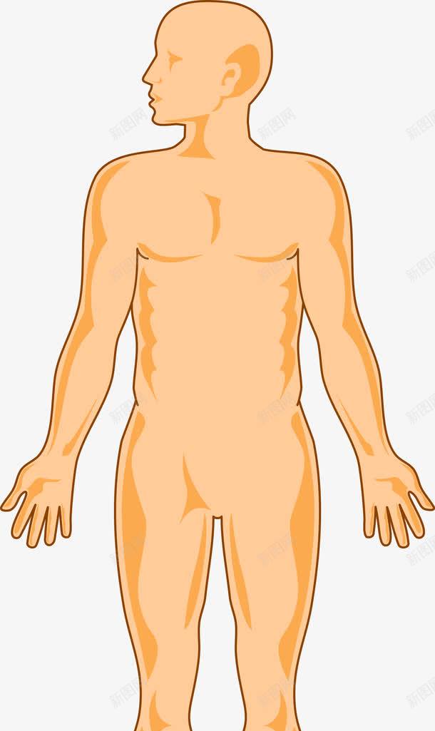 男人身体图png免抠素材_88icon https://88icon.com 人体 人体器官 人体躯干 人的肢体 卡通人体 卡通肢体 器官 四肢 男性躯体 躯体