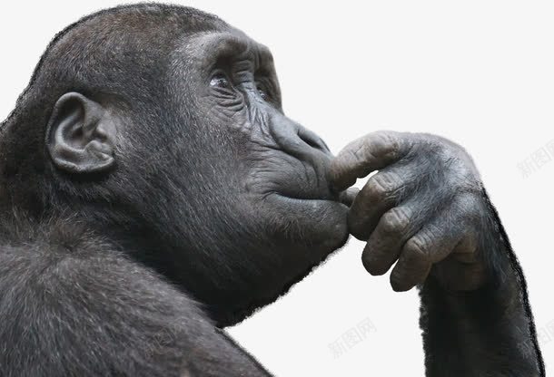 沉思的大猩猩png免抠素材_88icon https://88icon.com 动物 哺乳动物 沉思 猩猩 野生动物