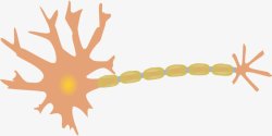 树突神经元细胞高清图片