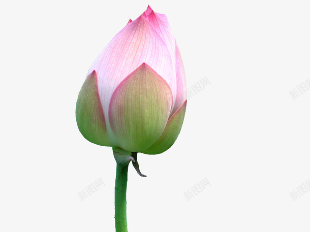 粉色花骨朵莲花png免抠素材_88icon https://88icon.com 含苞待放 粉色 花骨朵 荷花 莲花