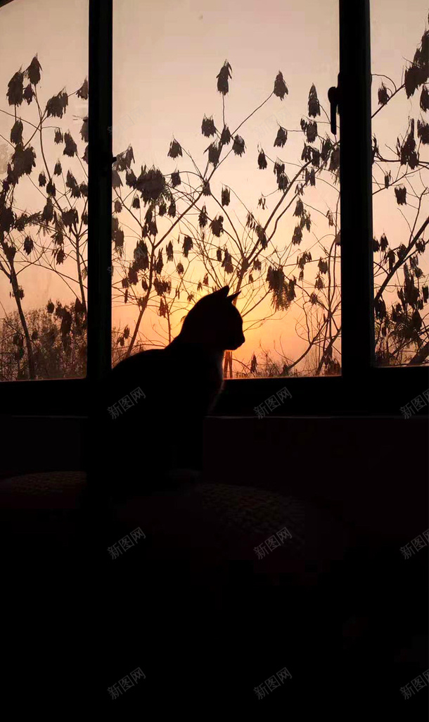 夕阳下的猫咪png免抠素材_88icon https://88icon.com 夕阳 小猫 黄昏 黑色