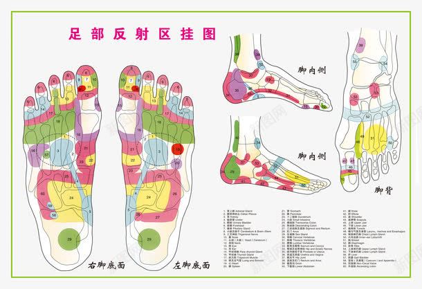 足部反射区挂图png免抠素材_88icon https://88icon.com 中医 人体穴位 养生 反射区 挂图 穴位 足部