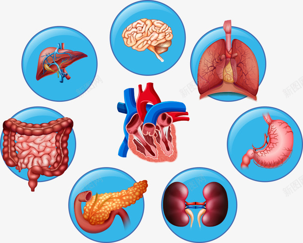 圆形内脏矢量图ai免抠素材_88icon https://88icon.com 内脏 内脏图 卡通内脏 圆形内脏 圆形结构图 大肠 大脑 矢量图