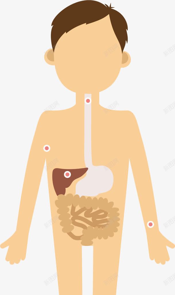 人体器官png免抠素材_88icon https://88icon.com 分布图 医院 卡通 器官 生物医药 男人 看病 知识