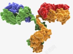 抗体免疫球蛋白高清图片