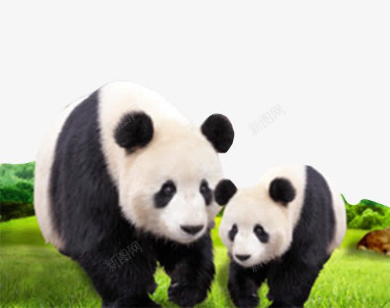 国宝熊猫png免抠素材_88icon https://88icon.com 动物 国家保护 大熊猫 实物