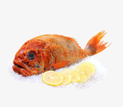 橘红色的鱼放到冰块上的长寿鱼图高清图片