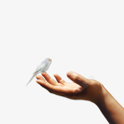 手上鸟停留素材