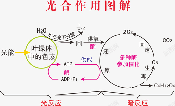 光合作用图解png免抠素材_88icon https://88icon.com 光反应 光合作用 图解 暗反应 生物