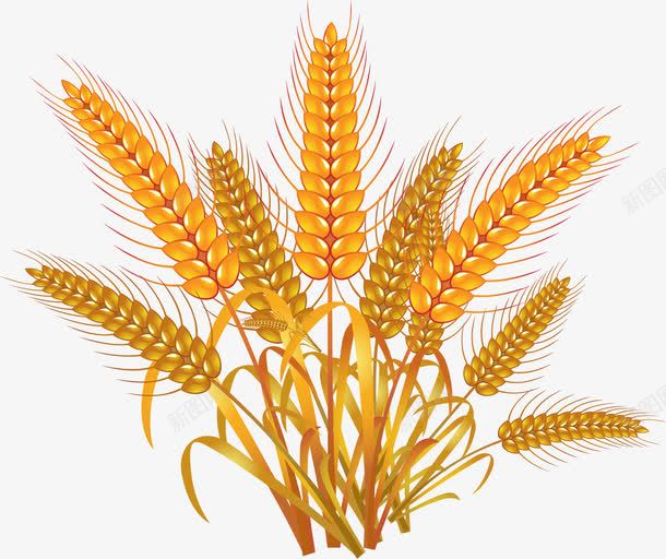 金黄的小麦png免抠素材_88icon https://88icon.com 农产品 农作物 粮食小麦 金黄 高粱 高粱小麦
