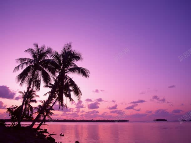 紫色梦幻天空椰林jpg设计背景_88icon https://88icon.com 天空 梦幻 椰林 紫色