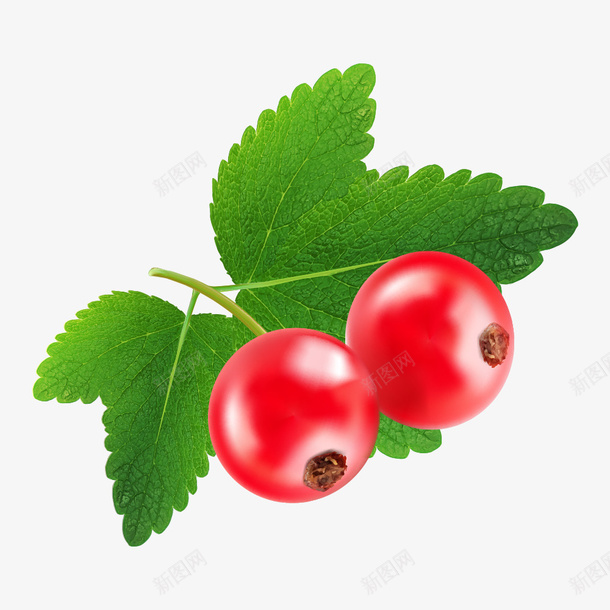蔓越莓红色果实png免抠素材_88icon https://88icon.com 果子 果实 水果 红色 红色果实 绿色 蔓越梅 蔓越莓 食物