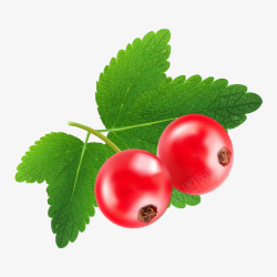 蔓越莓红色果实素材