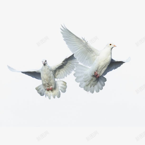 实物鸽子飞行png免抠素材_88icon https://88icon.com 动物 和平鸽 白鸽 飞翔 飞翔的鸟 飞行 鸟 鸟类 鸽子