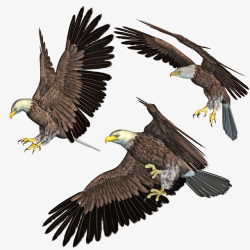 老鹰勋章3D打印飞翔白头鹰高清图片