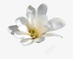 白色栀子花花朵装饰素材