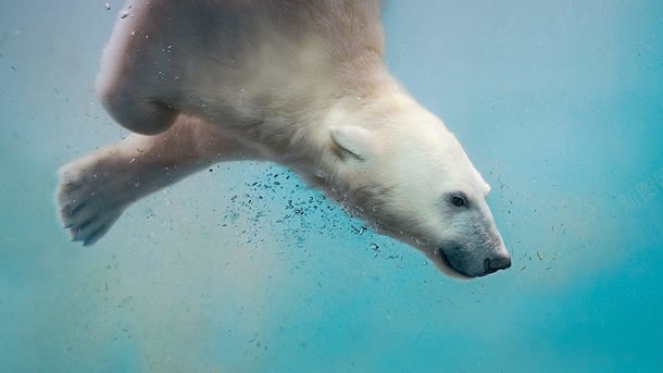 潜水中的北极熊开心背景