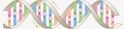 DNA双螺旋结构素材