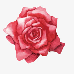 红色的玫瑰花素材