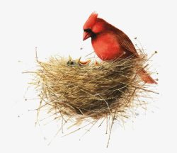 红色小鸟鸟巢高清图片
