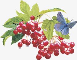 水果樱桃树莓矢量图素材
