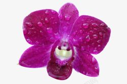 漂亮紫色珠花一朵胡姬高清图片