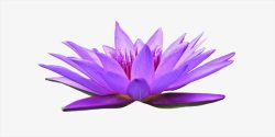 盛开的睡莲紫色睡莲高清图片