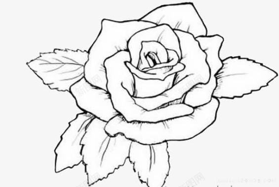 手绘白玫瑰图标图标