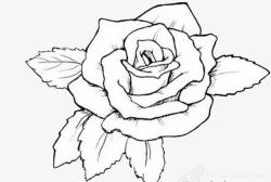妖艳手绘白玫瑰图标高清图片
