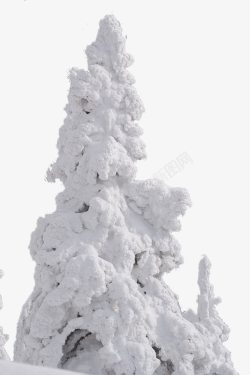 覆盖着积雪的松树素材