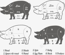 猪肉成分解析矢量图素材