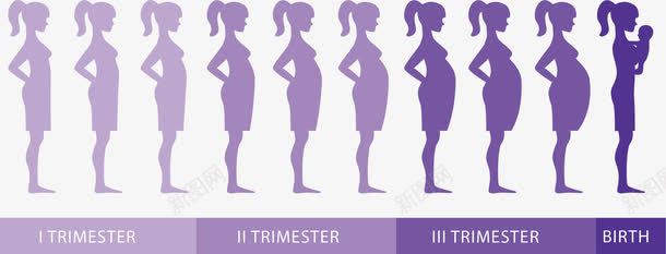 紫色怀孕过程png免抠素材_88icon https://88icon.com 出生 呱呱坠地 婴儿 小宝宝 怀胎十月 生子 过程