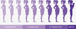 紫色怀孕过程素材